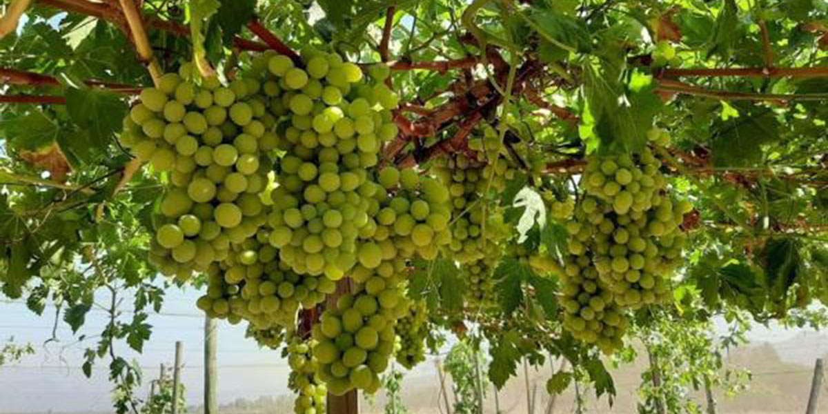 Il Cile inaugura la campagna dell’uva da tavola